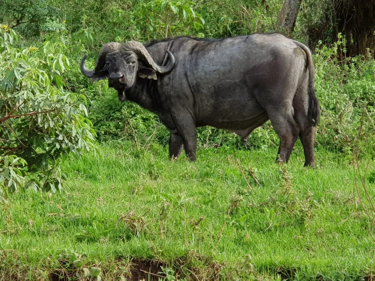 A cape buffalo in the Ngorongoro Crater.