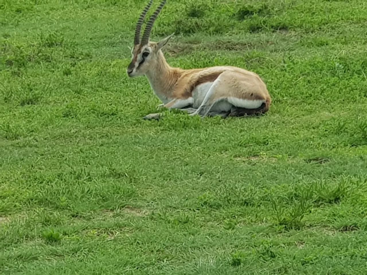 A Thomson's gazelle on the plains.